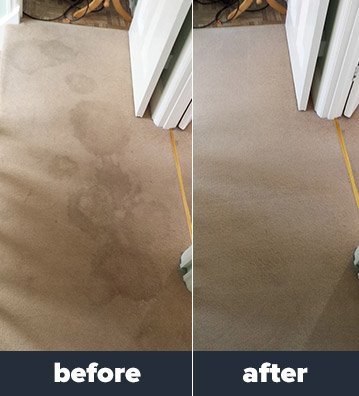 Home Carpet Cleaning Process