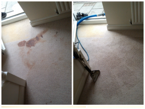 How much does professional carpet cleaning cost?